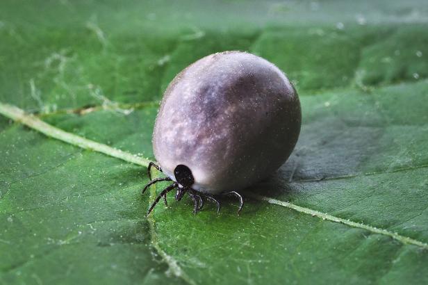 Po kousnutí klíštětem získal superschopnost. Americký biolog může dát lidstvu vakcínu, o které ani nesnilo