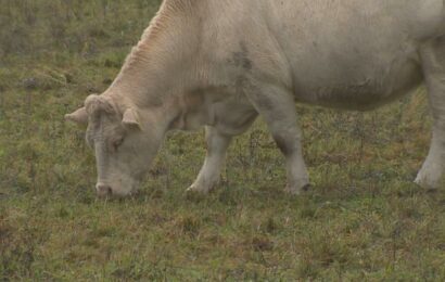 Neobvykle teplý podzim mate přírodu. Rostliny se ještě zelenají, krávy se pasou